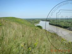 Stipa-pennata_Кубань_стация